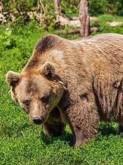 bear-422682__340