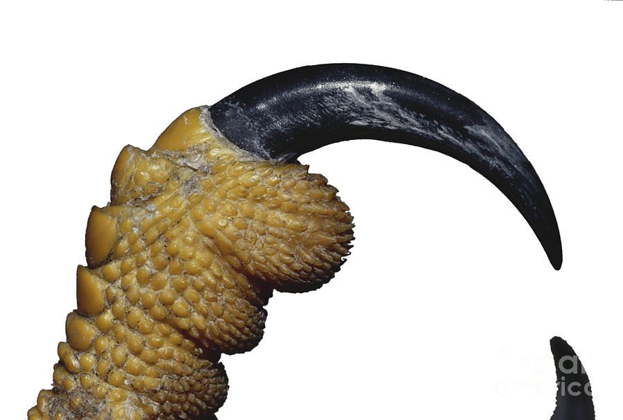 1-red-shouldered-hawk-talon-jim-zipp