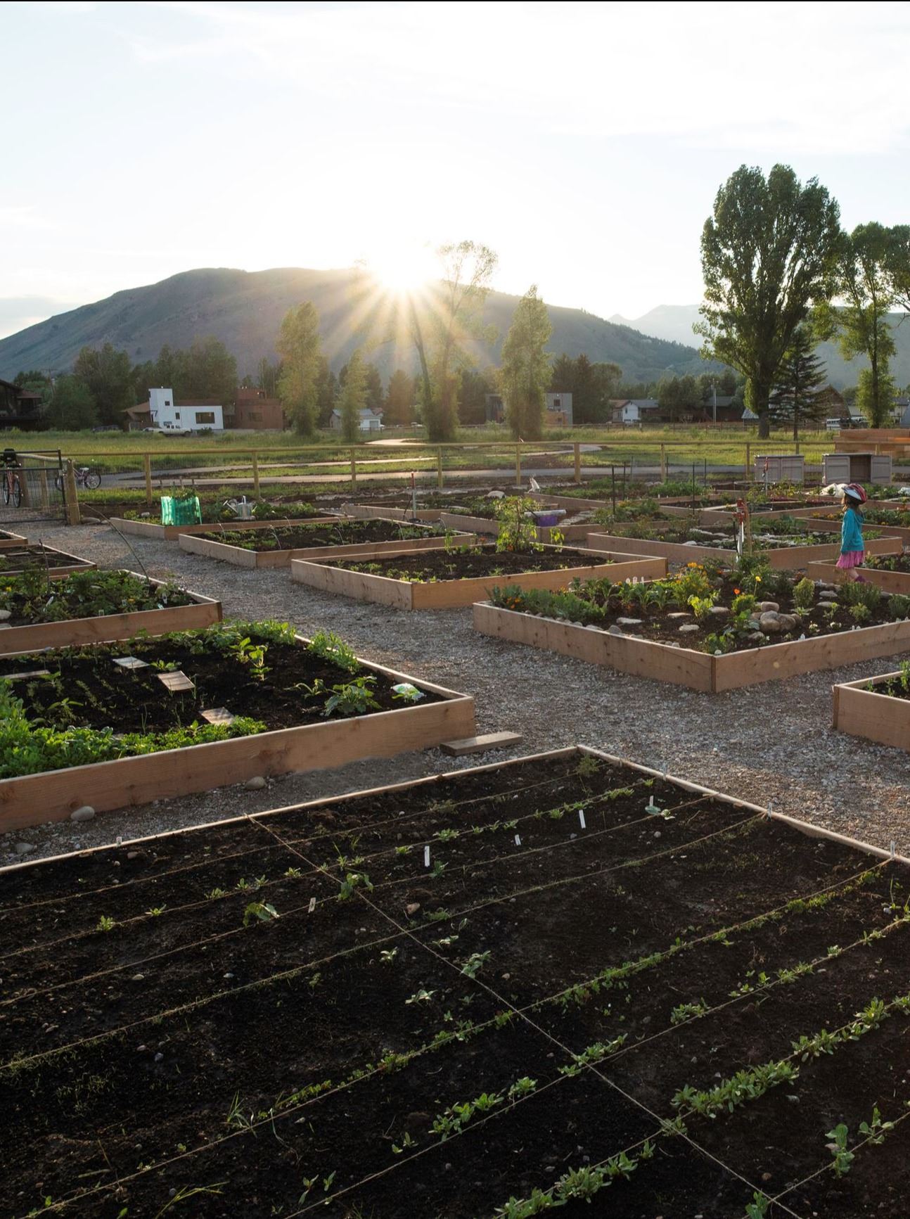 Communty Gardens at Sunset