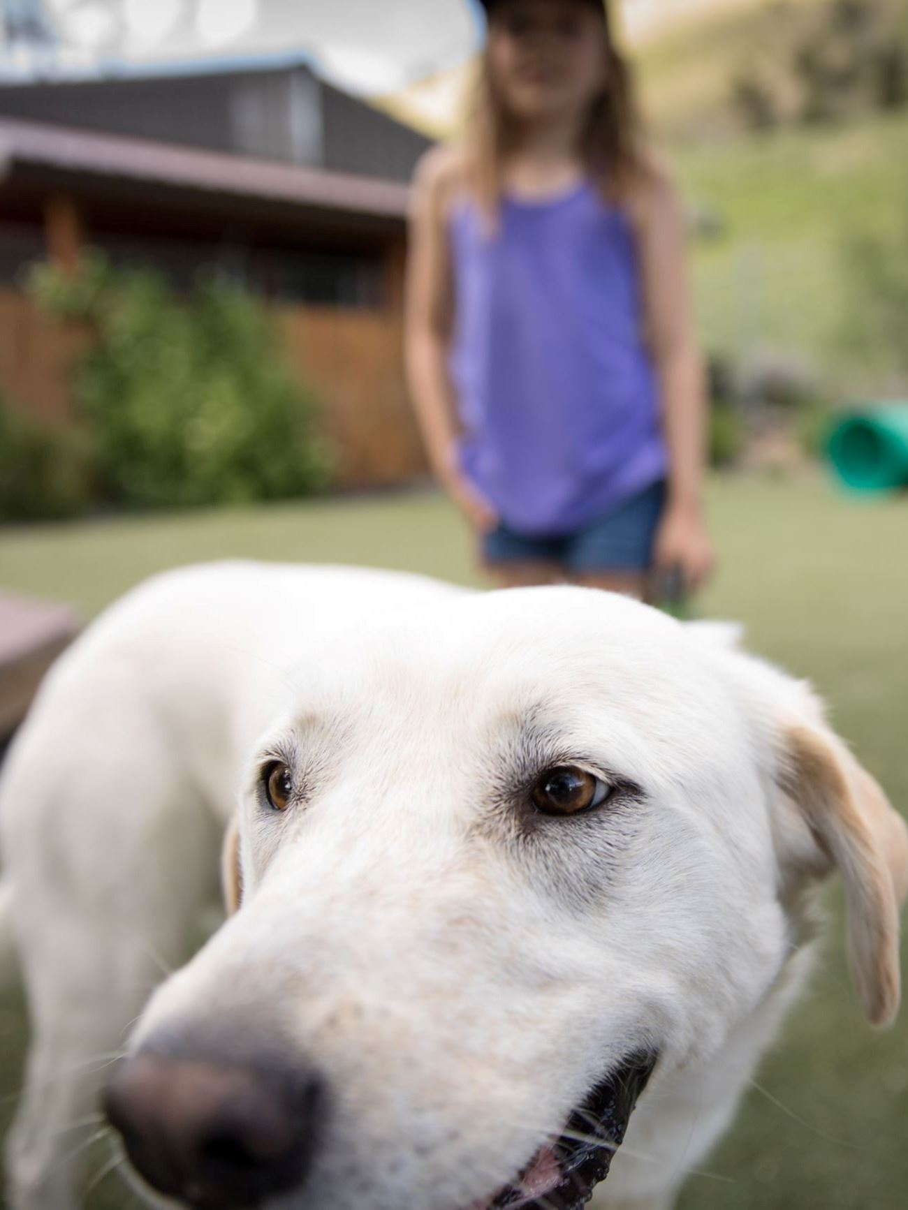 Animal Shelter Dog close child far