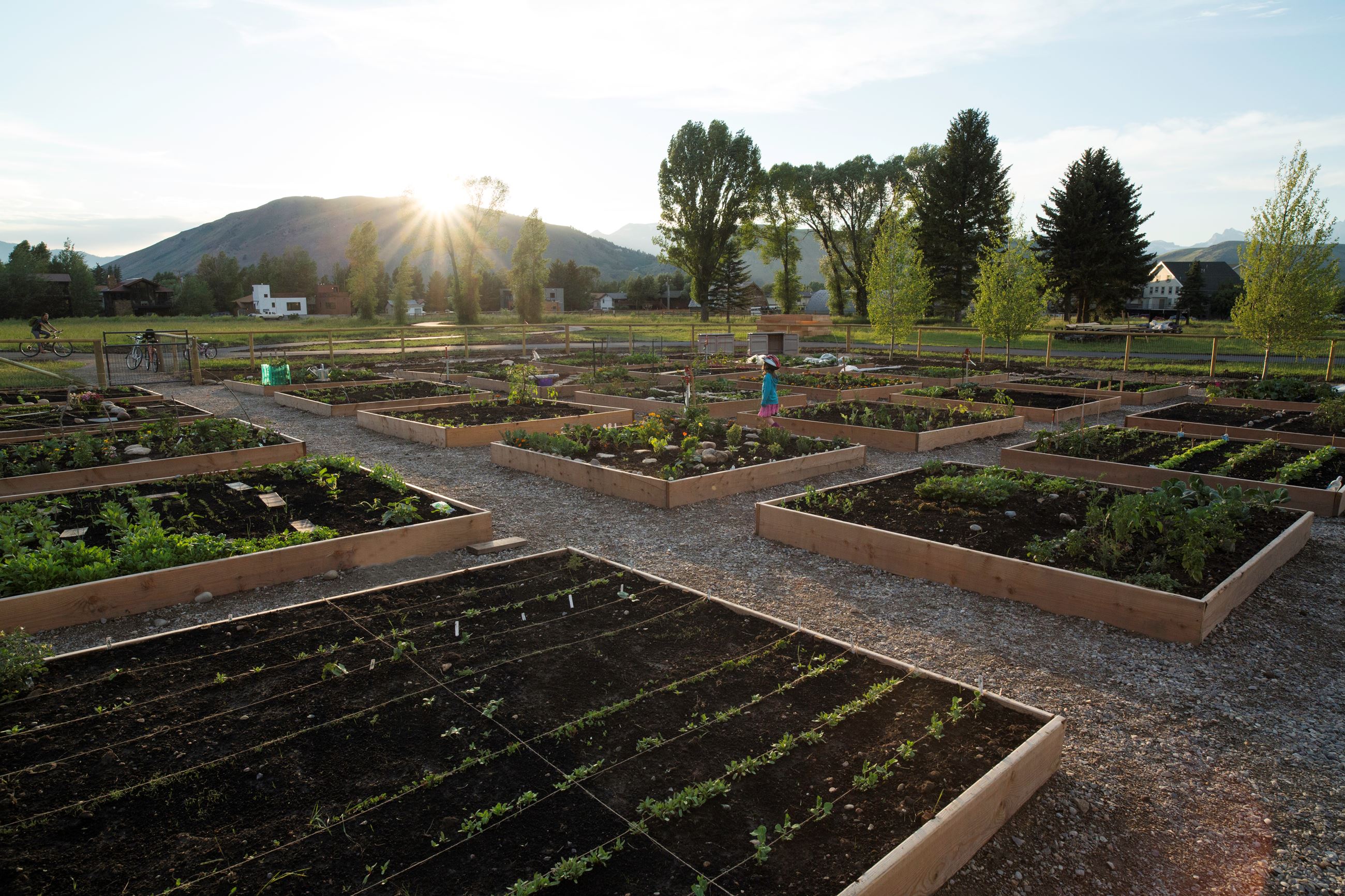 Communty Gardens at Sunset