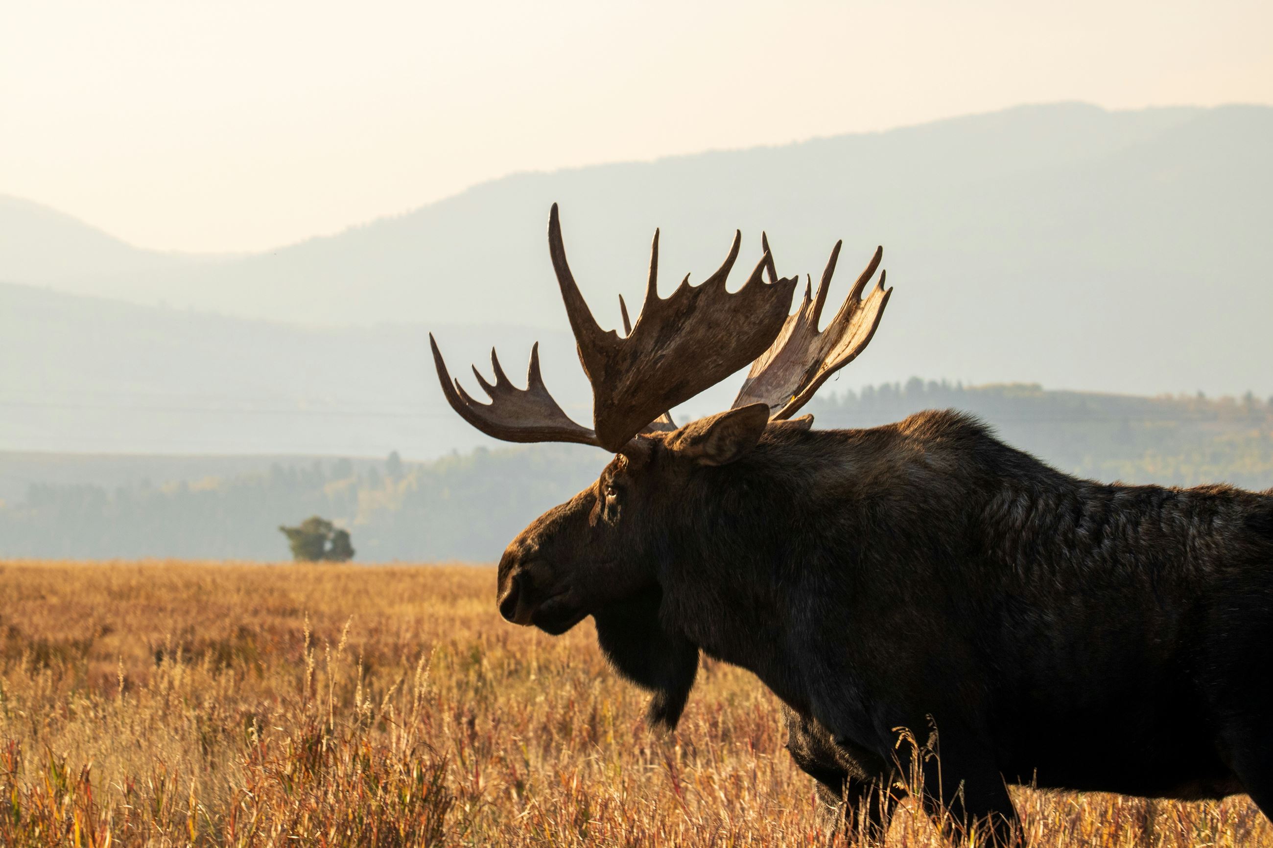 Picture of a Moose