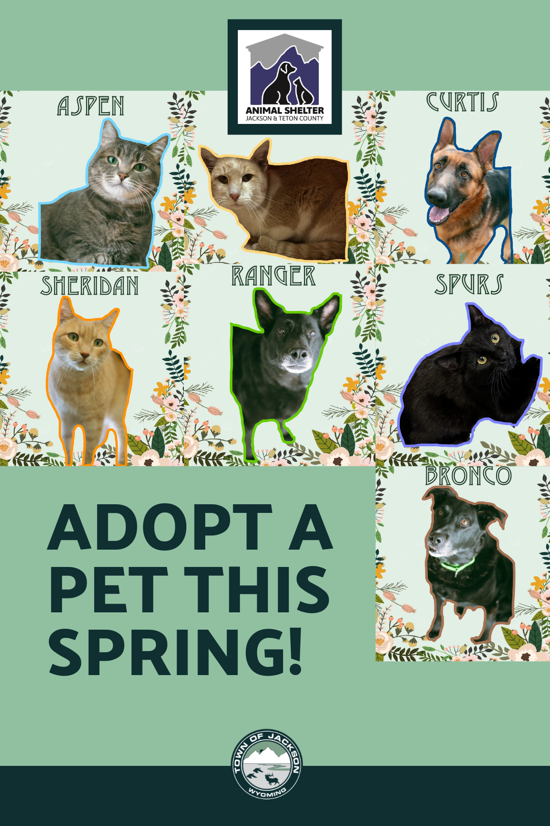 Animal Shelter News Flash Spring